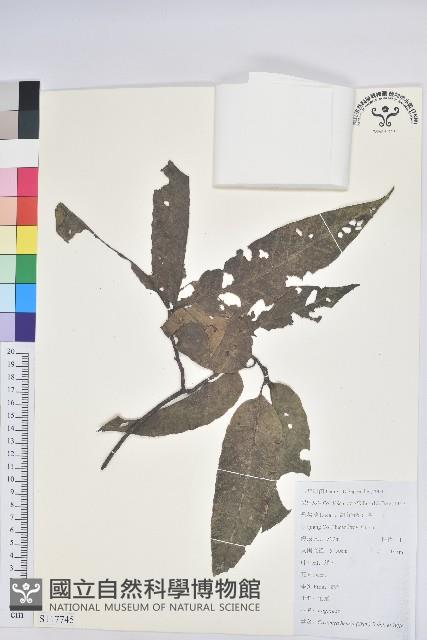 錐栗藏品圖，第1張