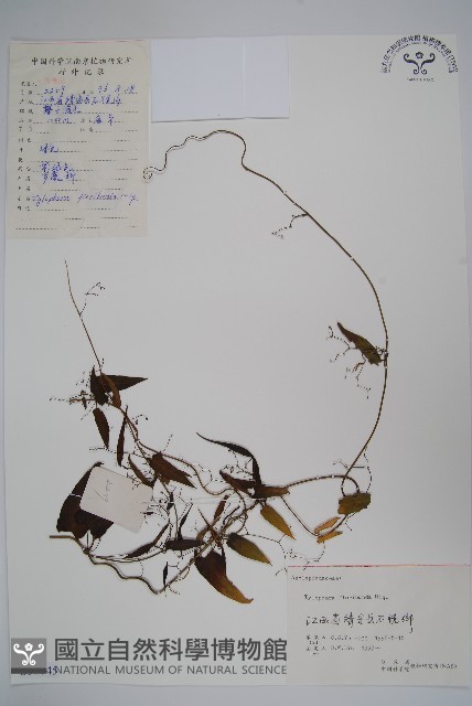 七層樓藏品圖，第1張