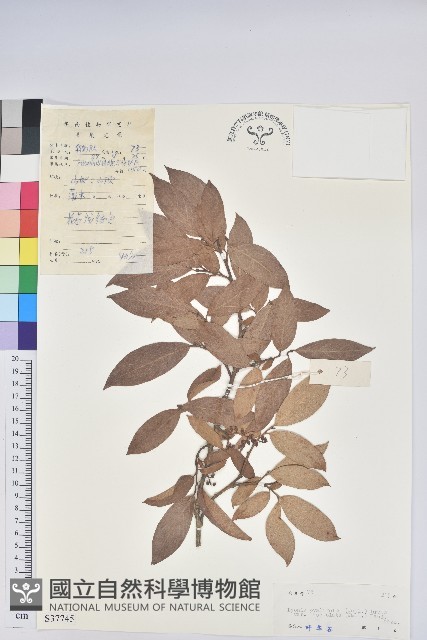 銳葉南燭藏品圖，第1張