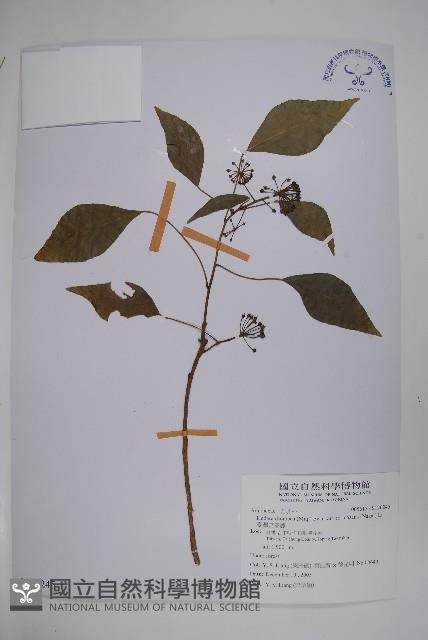 臺灣常春藤藏品圖，第1張