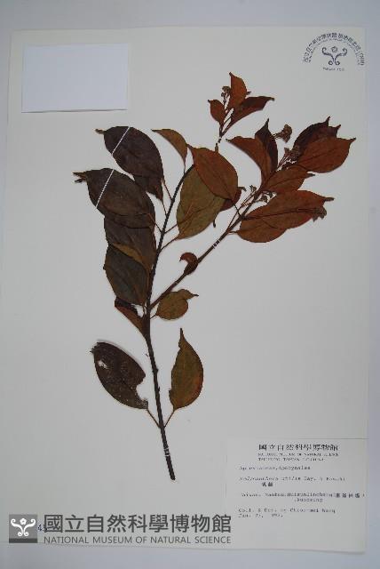 乳藤藏品圖，第1張