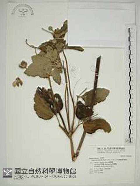 小白頭翁、野棉花藏品圖，第1張