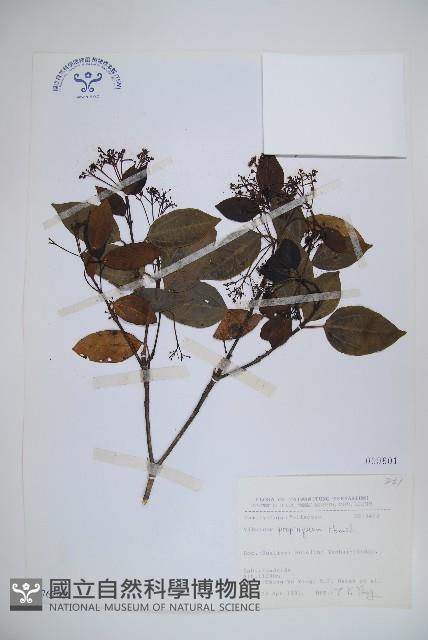 高山莢迷藏品圖，第1張