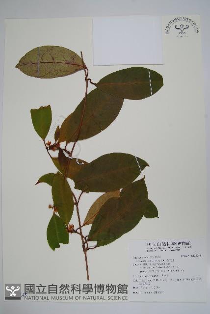 香花藤藏品圖，第1張