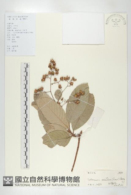 錫葉藤藏品圖，第1張