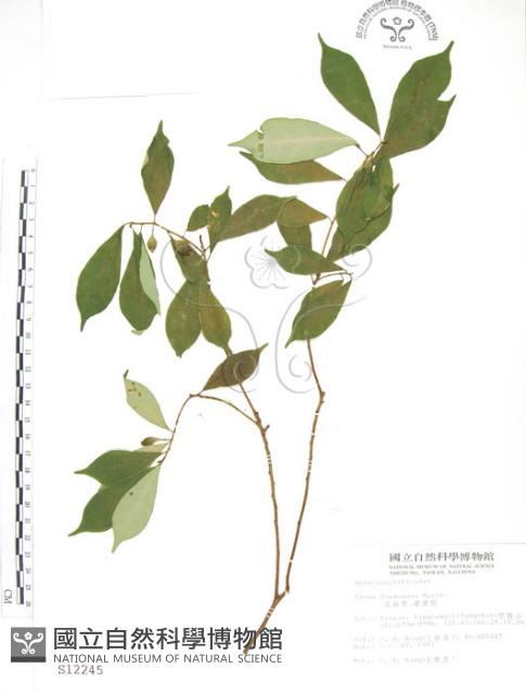 天仙果、臺灣榕藏品圖，第1張