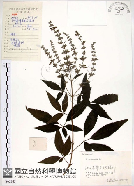 黃荊藏品圖，第1張