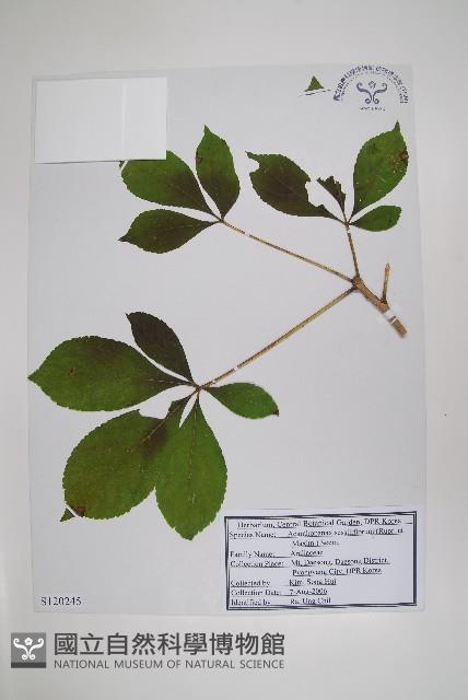 短梗五加藏品圖，第1張