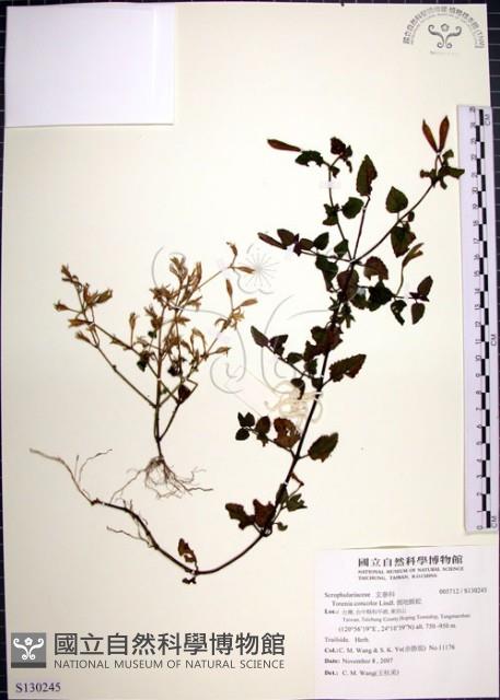 倒地蜈蚣藏品圖，第1張