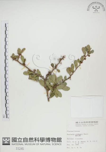 北仲, 刺裸實藏品圖，第1張