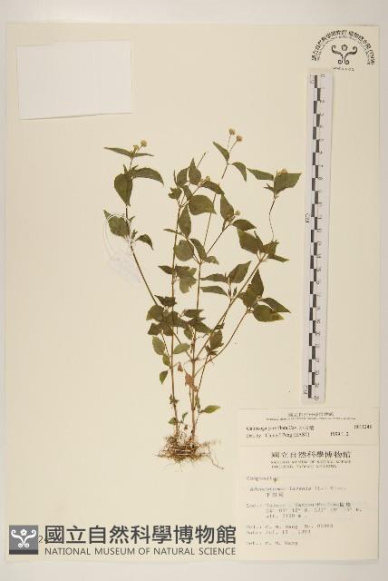 小米菊藏品圖，第1張