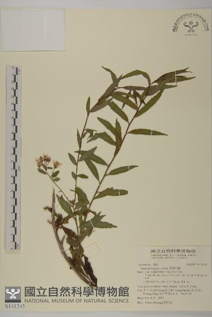 臺灣馬蘭藏品圖，第1張