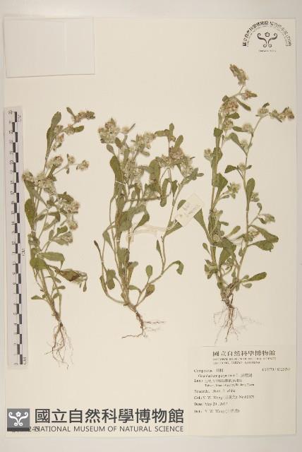 鼠麴舅藏品圖，第1張