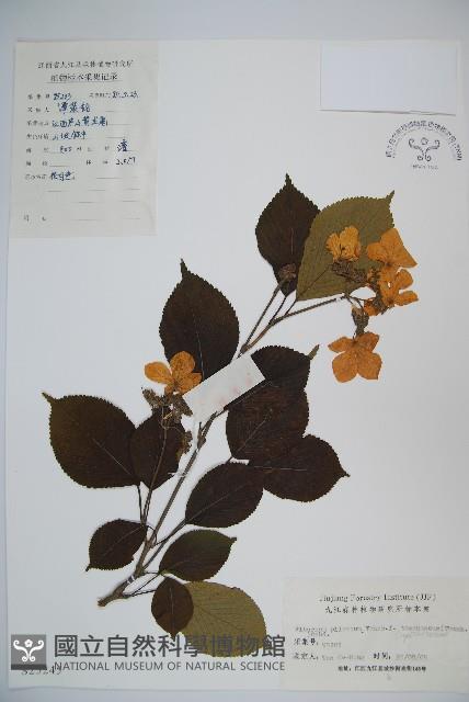 蝴蠂莢迷藏品圖，第1張