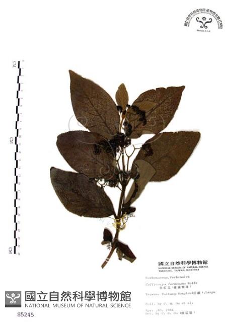 Formosan beauty-berry Collection Image