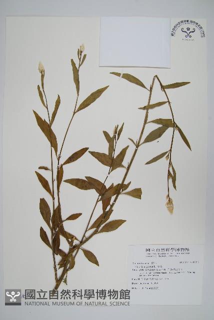 青葙藏品圖，第1張