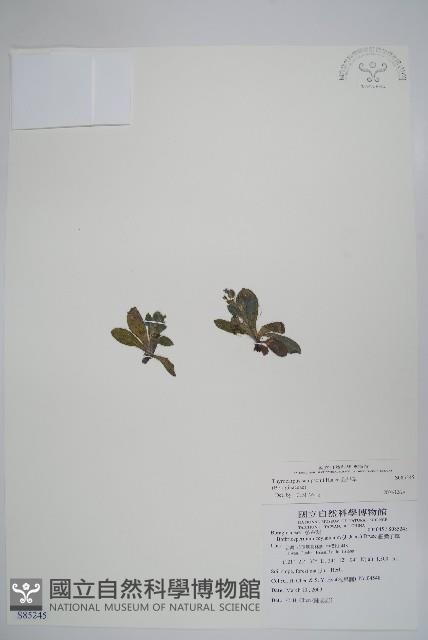 盾果草藏品圖，第1張