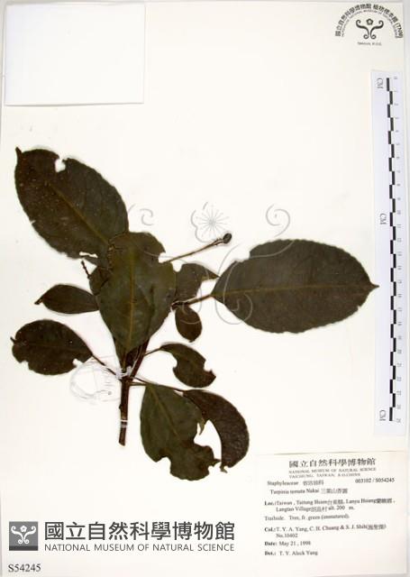 三葉山香圓藏品圖，第1張