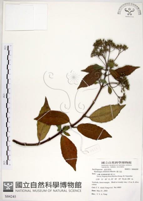 華八仙藏品圖，第1張