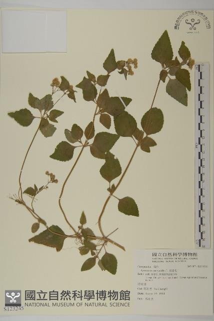 霍香薊藏品圖，第1張