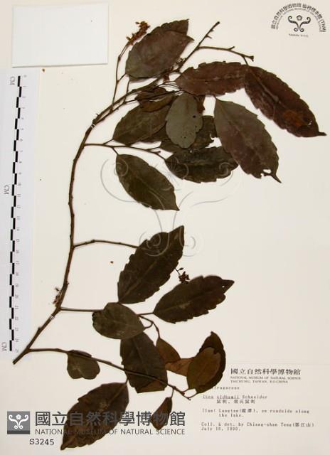 鼠刺藏品圖，第1張