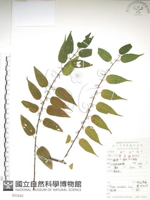 銳葉山黃麻藏品圖，第1張