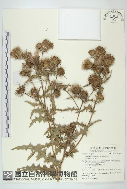 白花小薊藏品圖，第1張