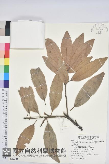 毛果青岡藏品圖，第1張