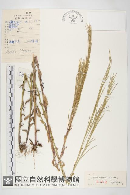 硬毛南芥藏品圖，第1張