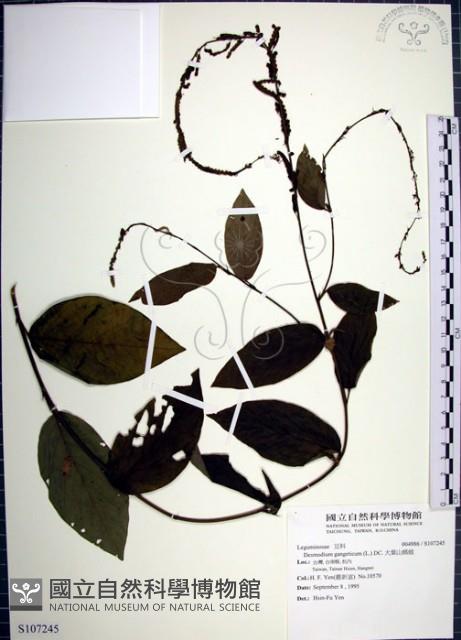 大葉山螞蝗藏品圖，第1張