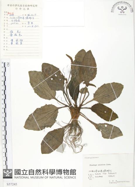 車前草藏品圖，第1張