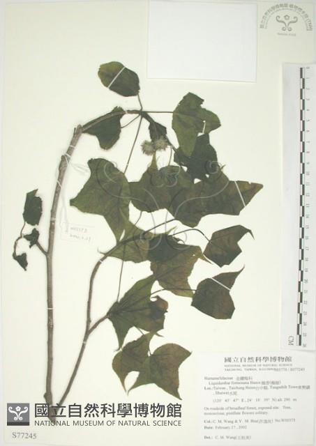 楓香、楓樹藏品圖，第1張