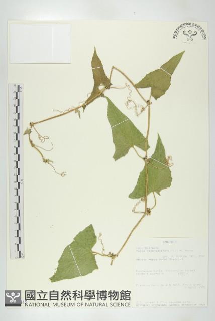 天花藏品圖，第1張