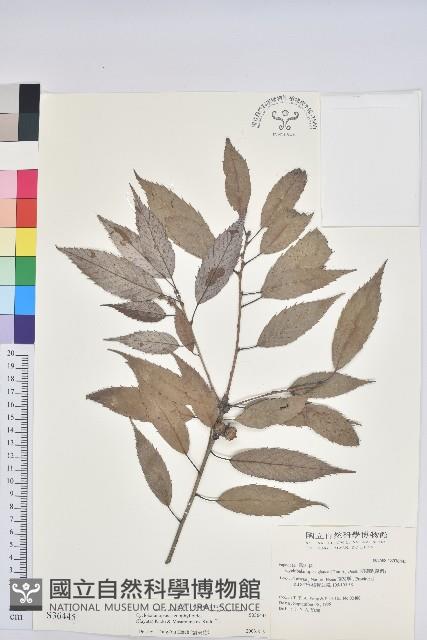 狹葉櫟藏品圖，第1張