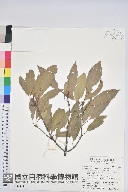 捲斗櫟藏品圖，第1張