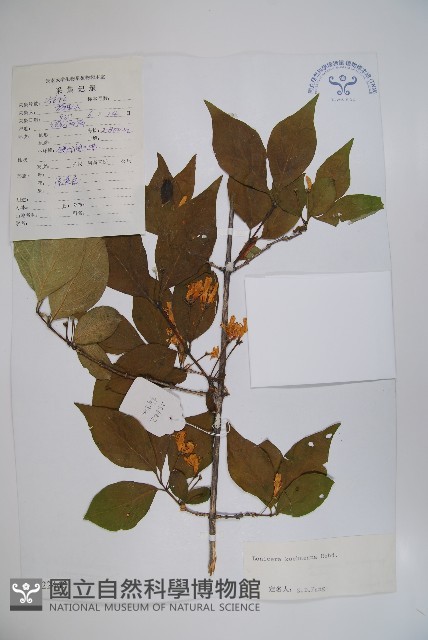 須蕊忍冬藏品圖，第1張