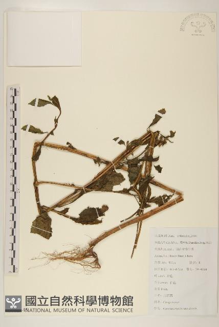 野茼蒿藏品圖，第1張