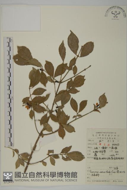 衛矛藏品圖，第1張