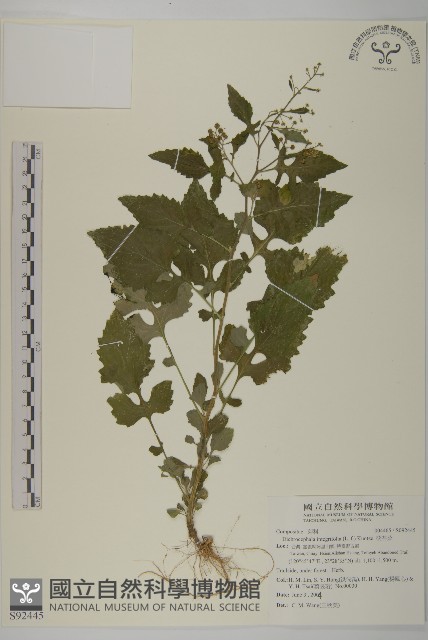 茯苓菜藏品圖，第1張