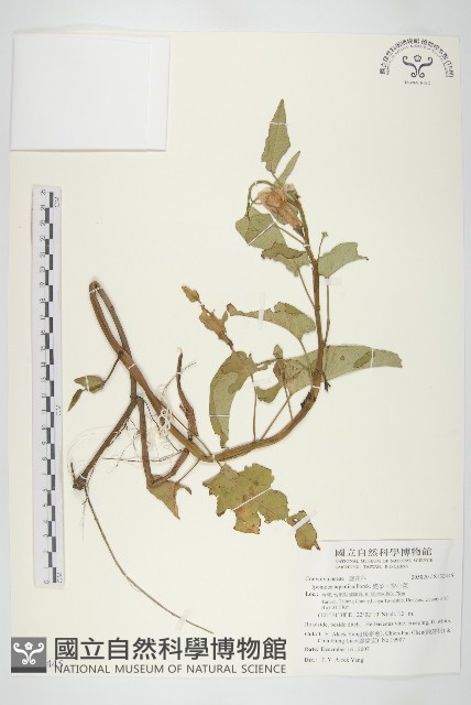 甕菜、空心菜藏品圖，第1張