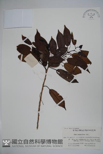 刻脈冬青藏品圖，第1張