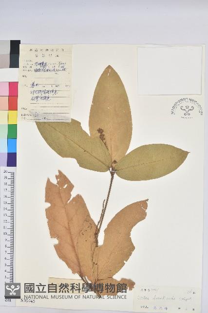 疏齒巴豆藏品圖，第1張