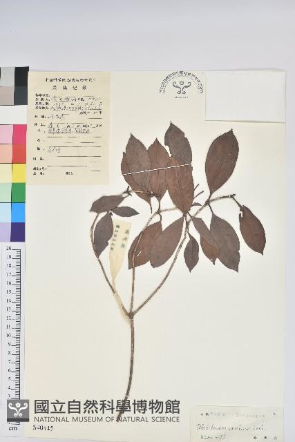 多花杜鵑藏品圖，第1張