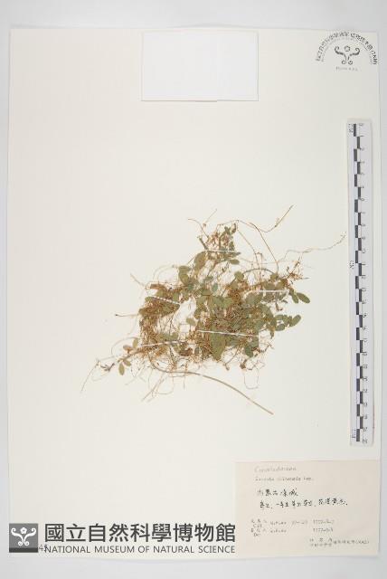 中國菟絲子藏品圖，第1張