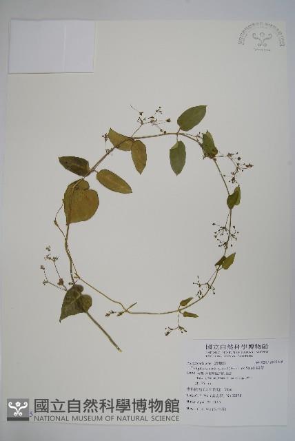 鷗蔓藏品圖，第1張