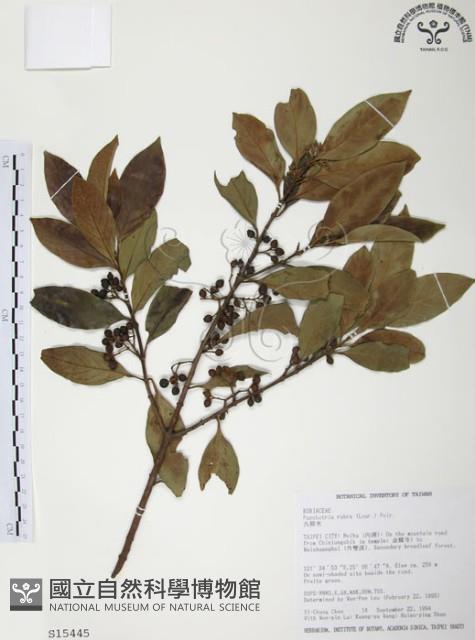 九節木、牛屎烏、青龍吐霧藏品圖，第1張