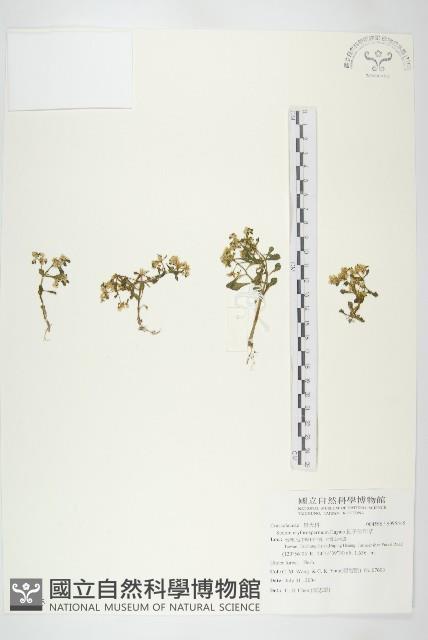 紅子佛甲草藏品圖，第1張