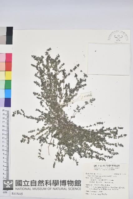伏生大戟藏品圖，第1張