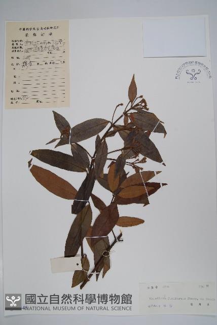 尖山橙藏品圖，第1張