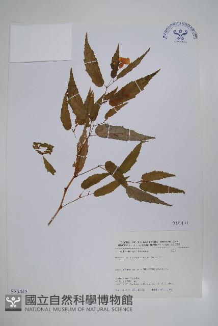 臺灣秋海棠藏品圖，第1張